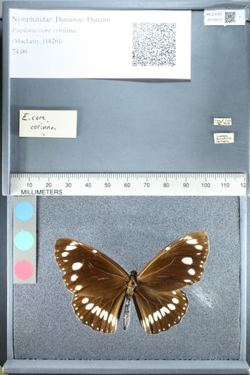 Media type: image;   Entomology 159317